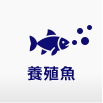 養殖魚